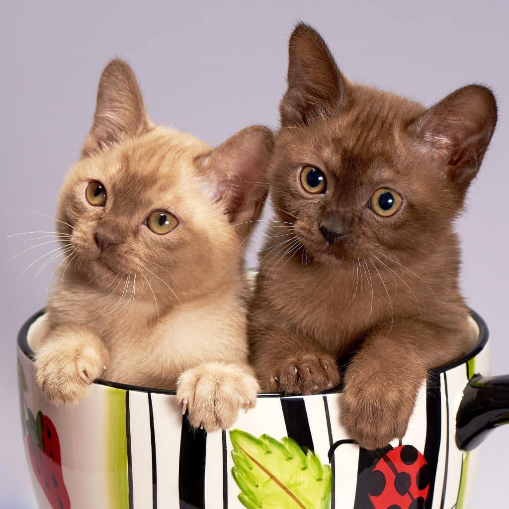 Beautiful Kittens