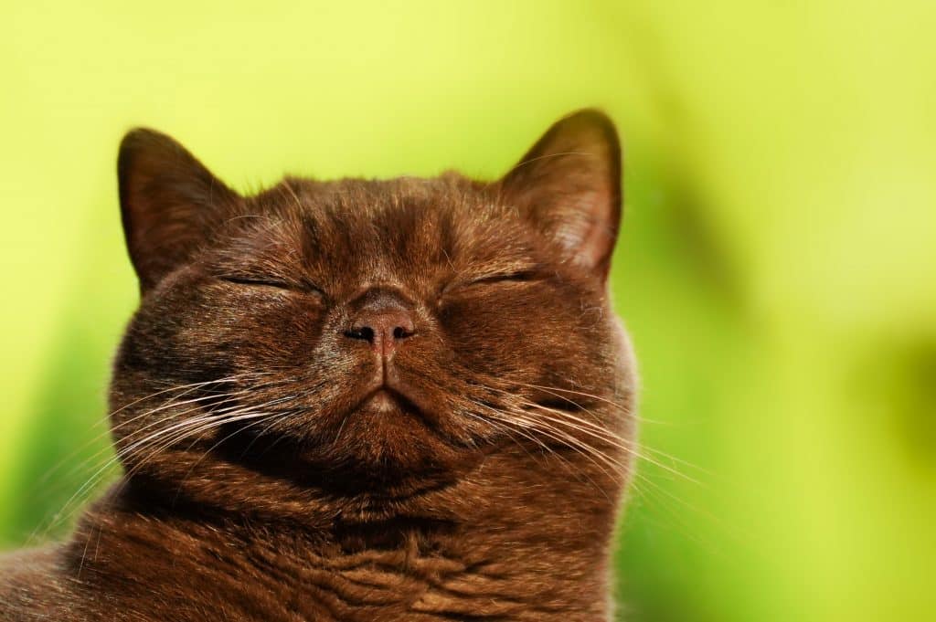 Cat sleeping