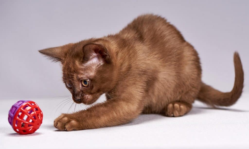 Cat playing with toy