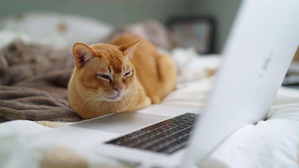 Burmese cat
