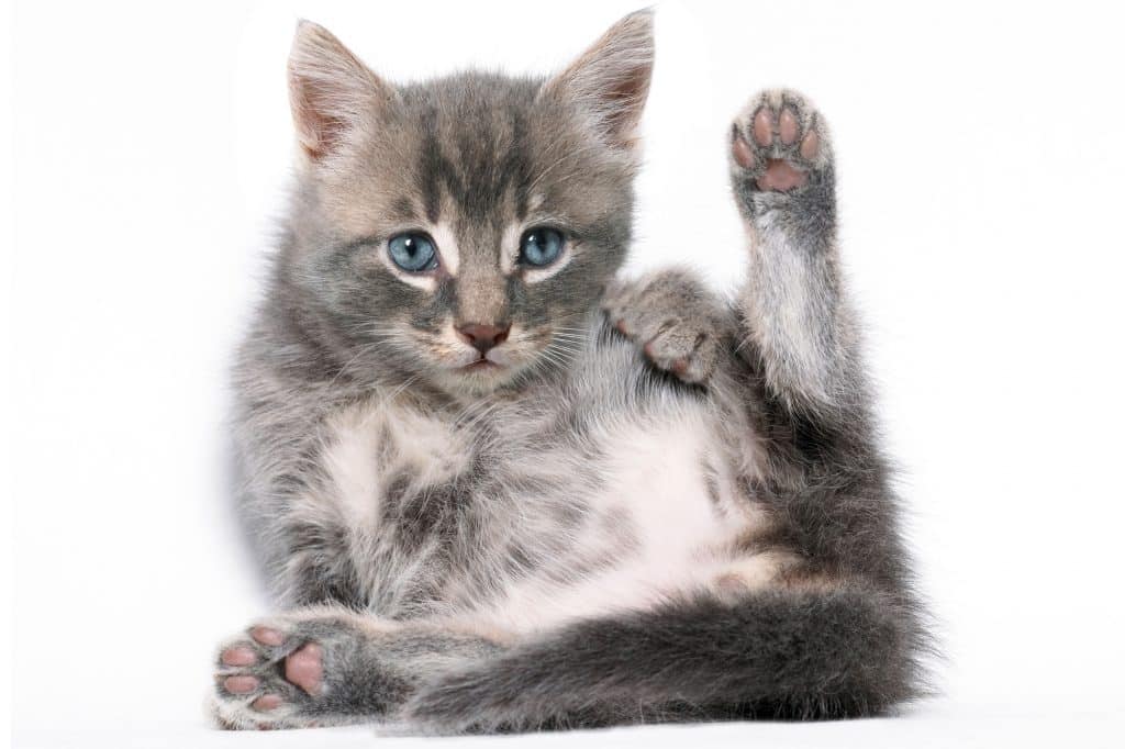 Kitten with an interesting expression