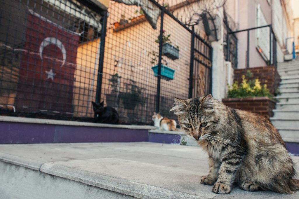 Beautiful Cat