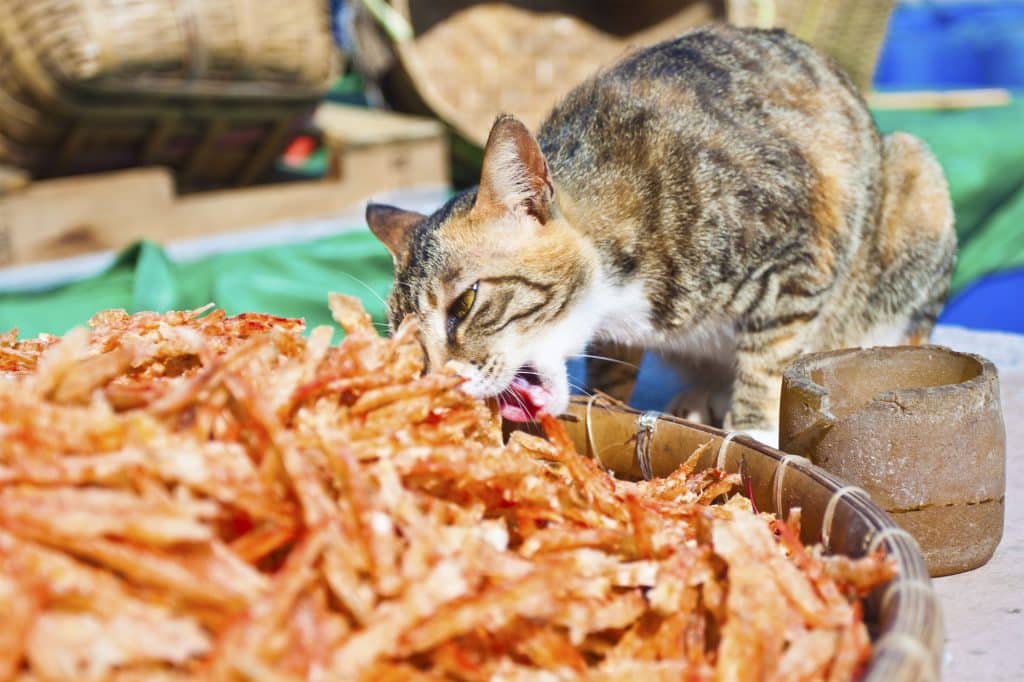 Cat eating Sardines
