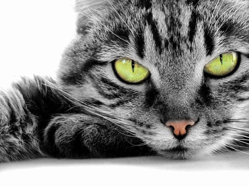 Close-up portrait of green-eyed cat