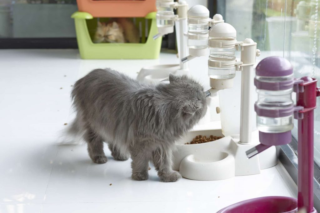 Cute cat drinking water