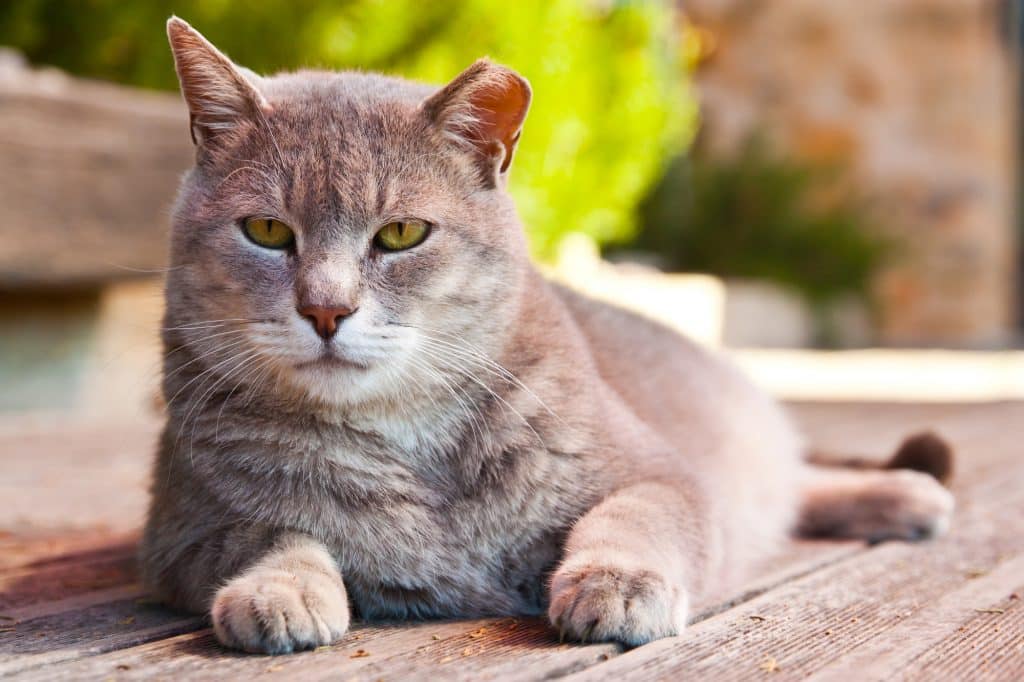 Cute cat thinking about Snap peas