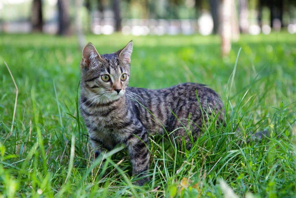 gray domestic cat walking on green grass