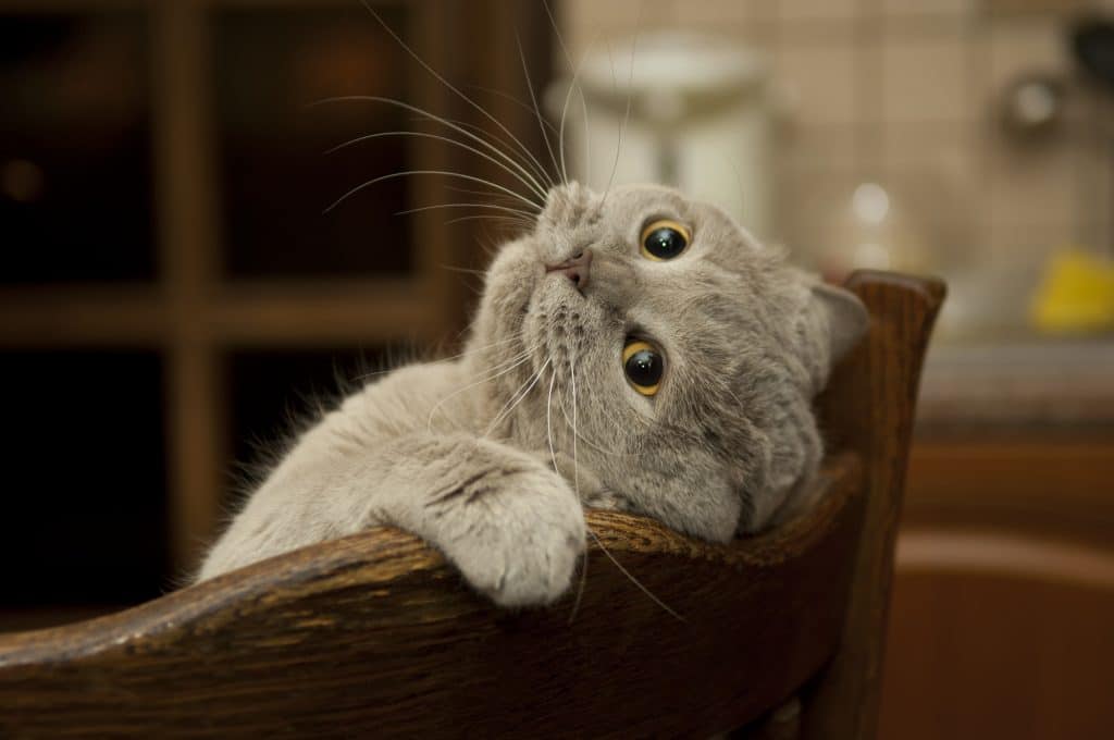Cute Cat