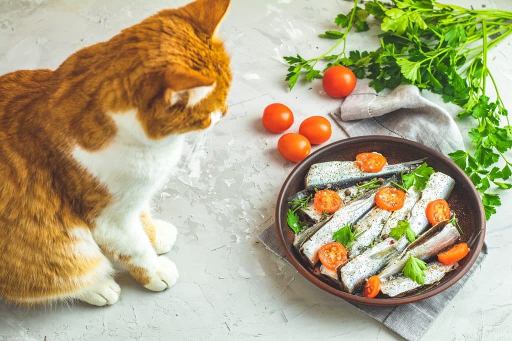 Sardines for Cat