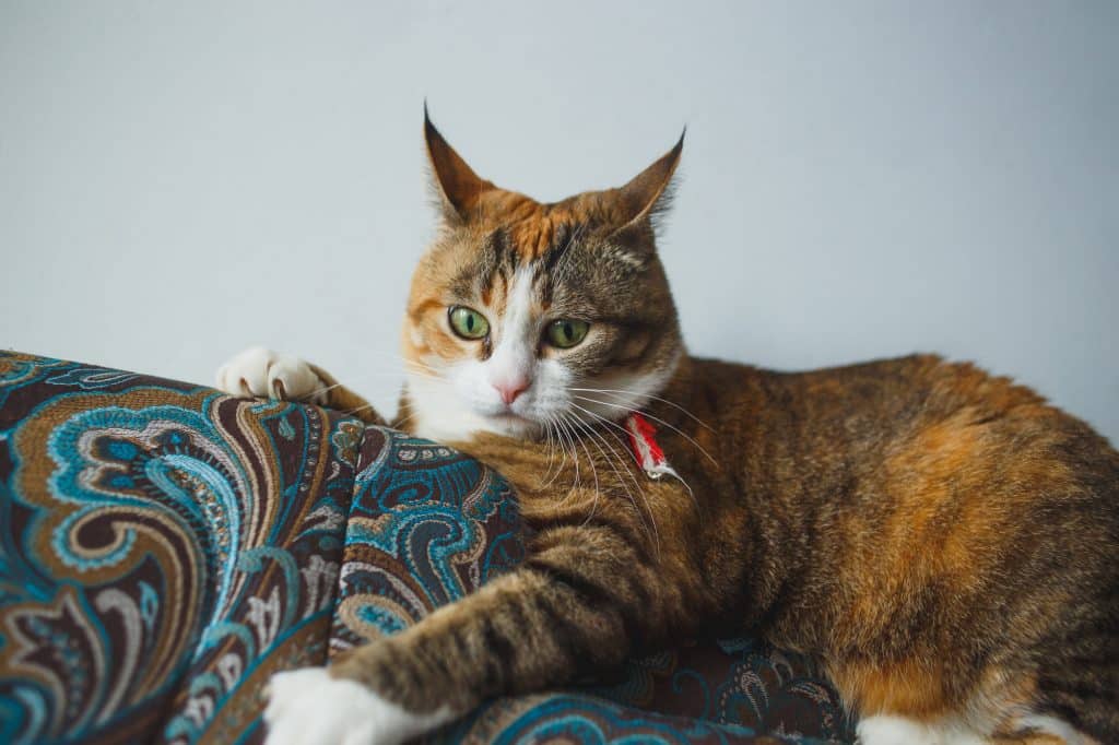 Funny Ginger Cat with Harismatic Facial Expression Playing on Blue Sofa.