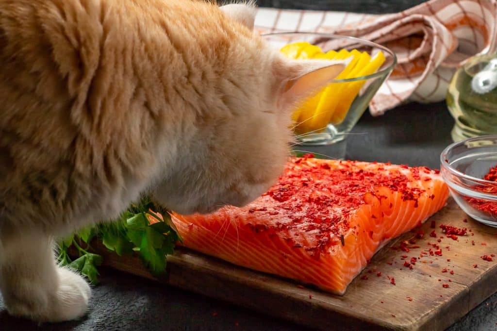 Cat is trying to steal salmon fillet
