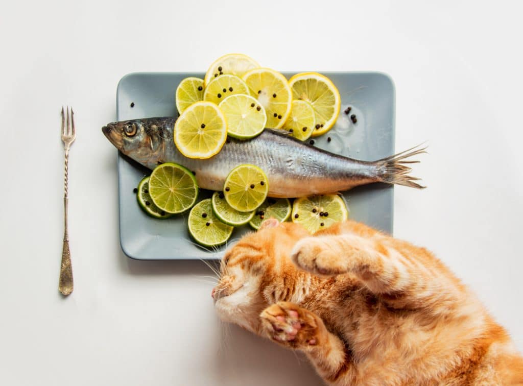 Cats want to Eat Salmon