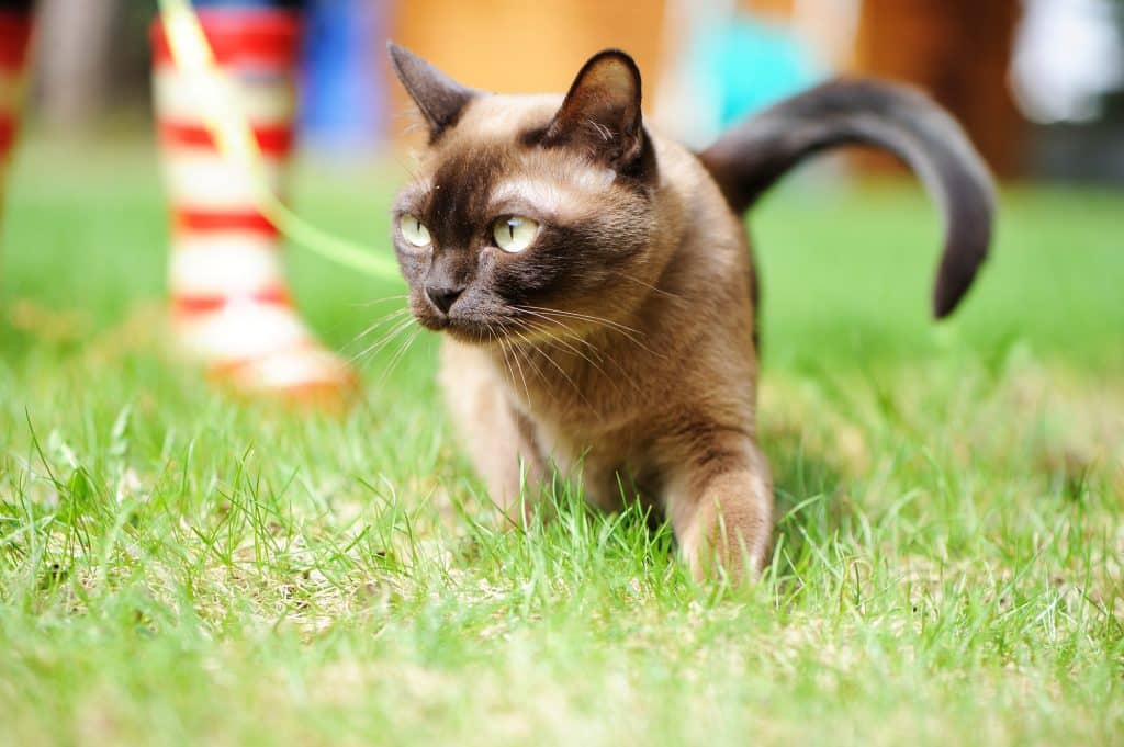Burmese cat walking outdoors on green meadow