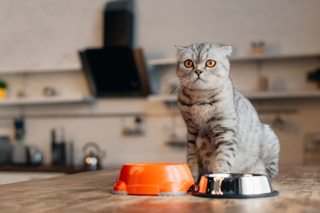 Cat eating in bowl