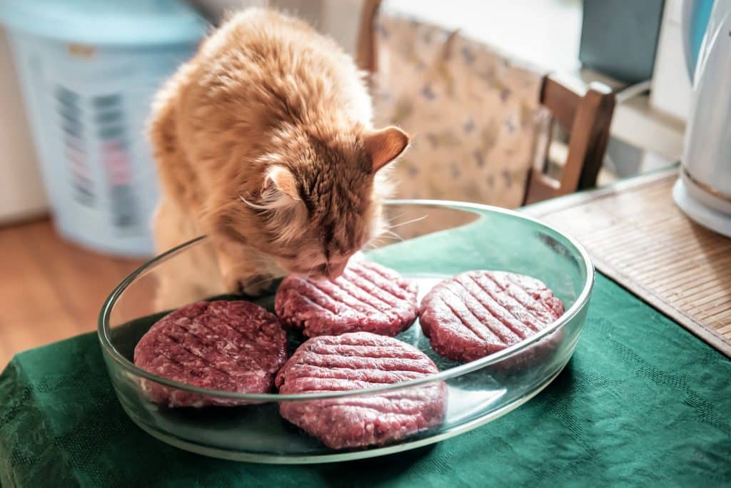 Cats trying to Eat Lamb cutlets