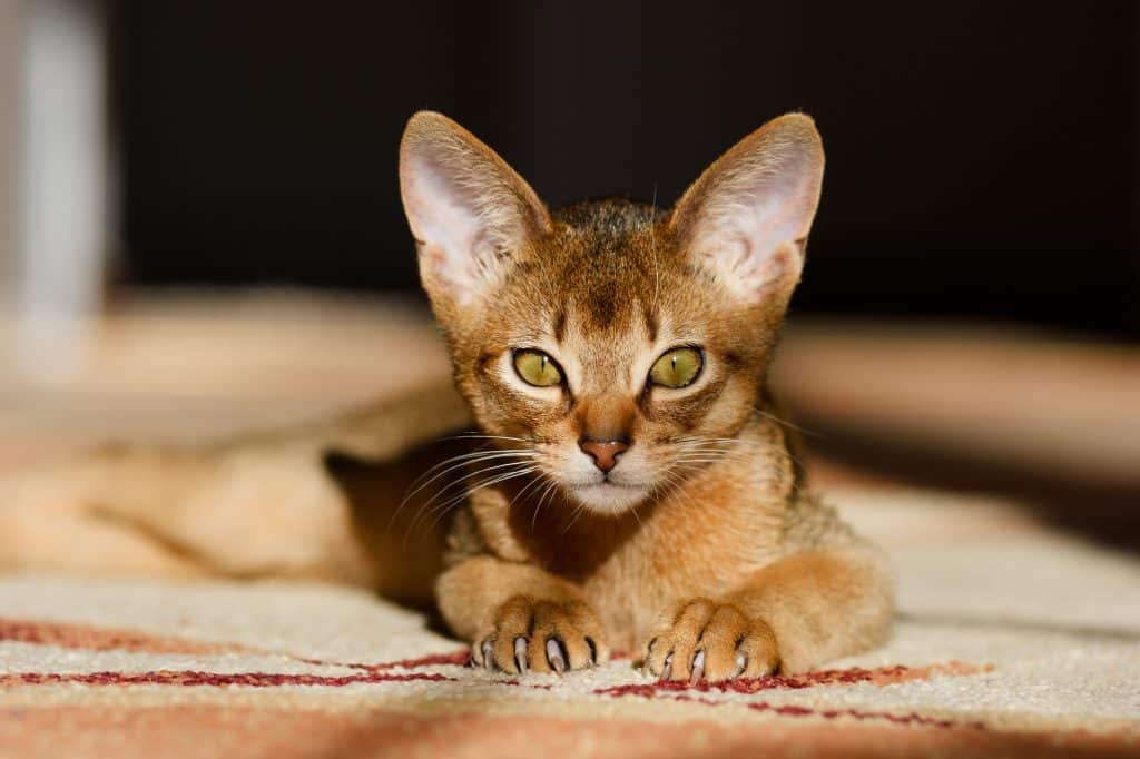 young Abyssinian cat in action