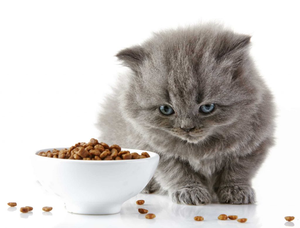 British long hair kitten and cat food