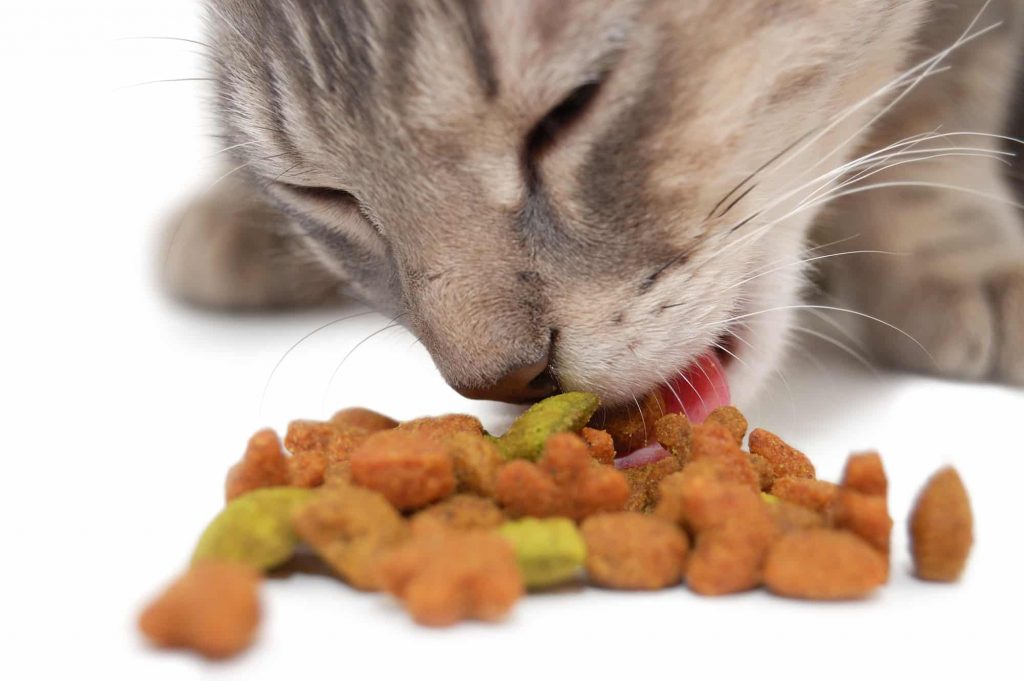 Cat eating dry cat food