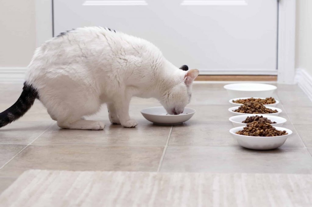 Adult feline eating wet cat food with four different bowls of dry food and water also available.
