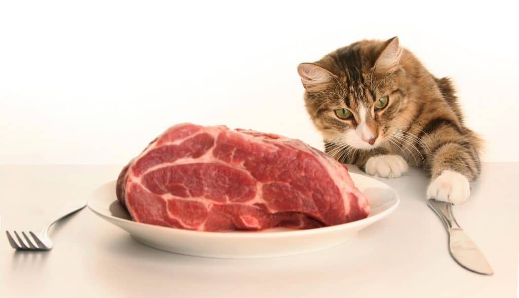 young cat eating Lamb