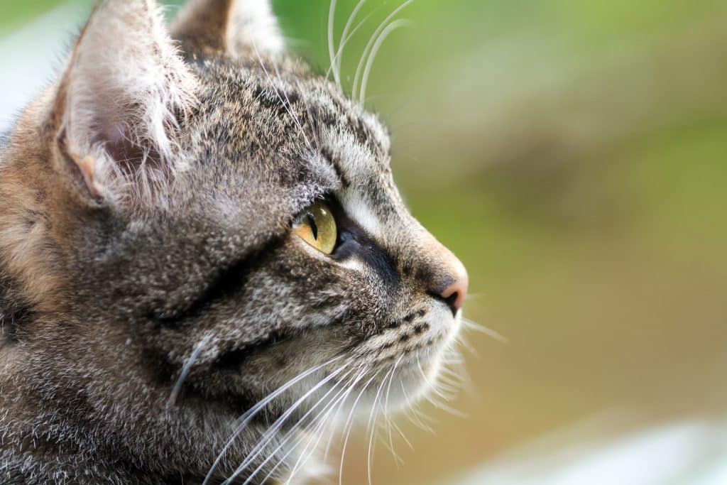 Cat thinking of eating tortillas
