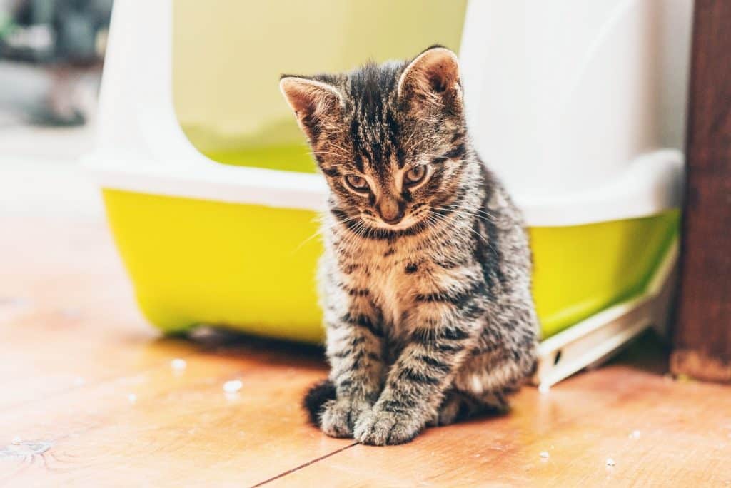 Cat thinking about Popcorn