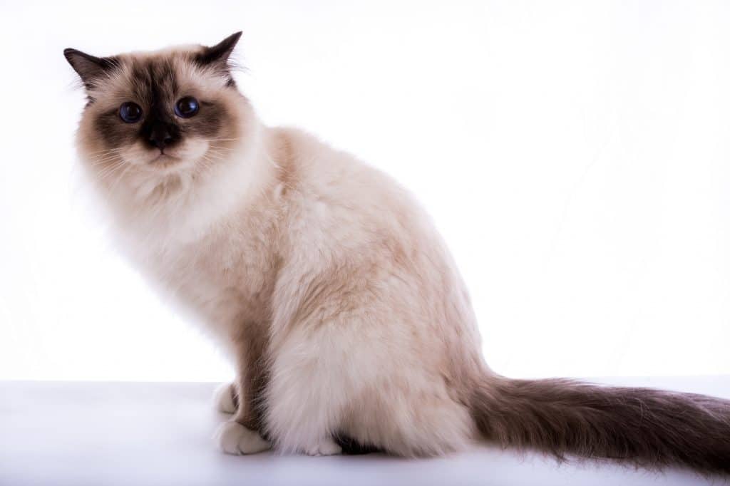 Burmese Cat