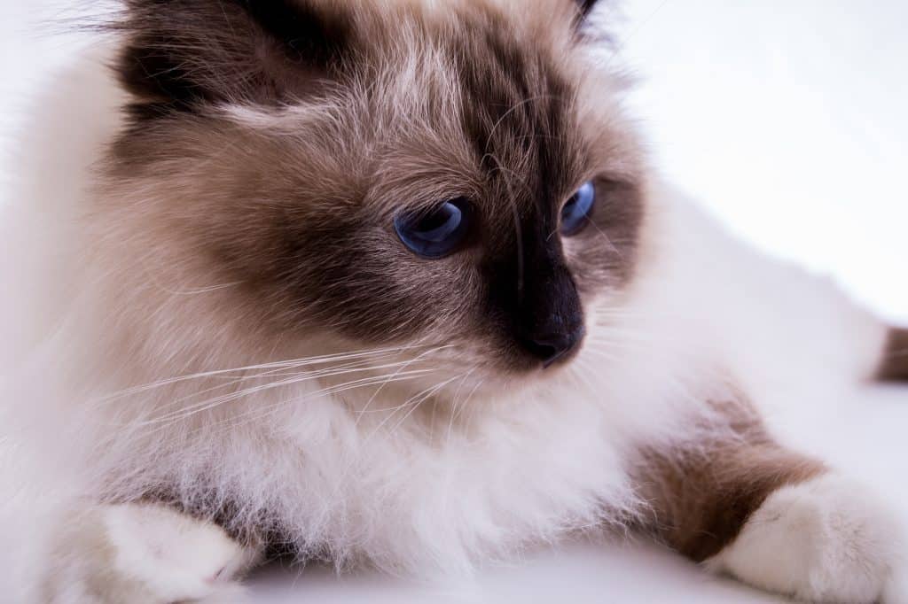 Adult Burmese cat