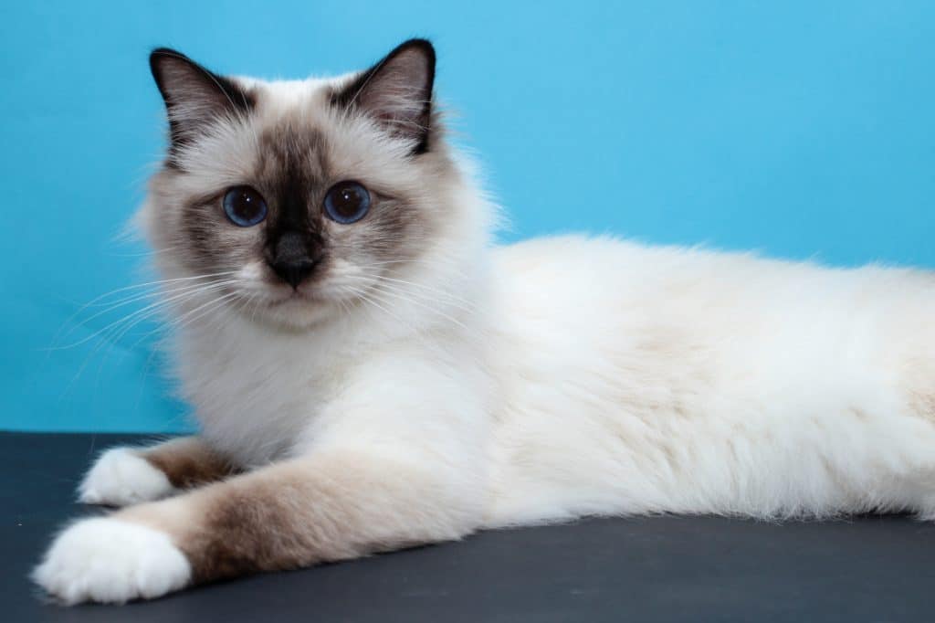 Sacred Burmese Cat