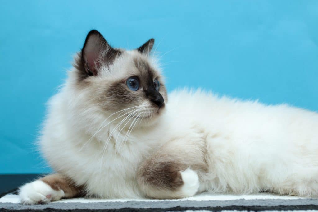 Cute Burmese Cat