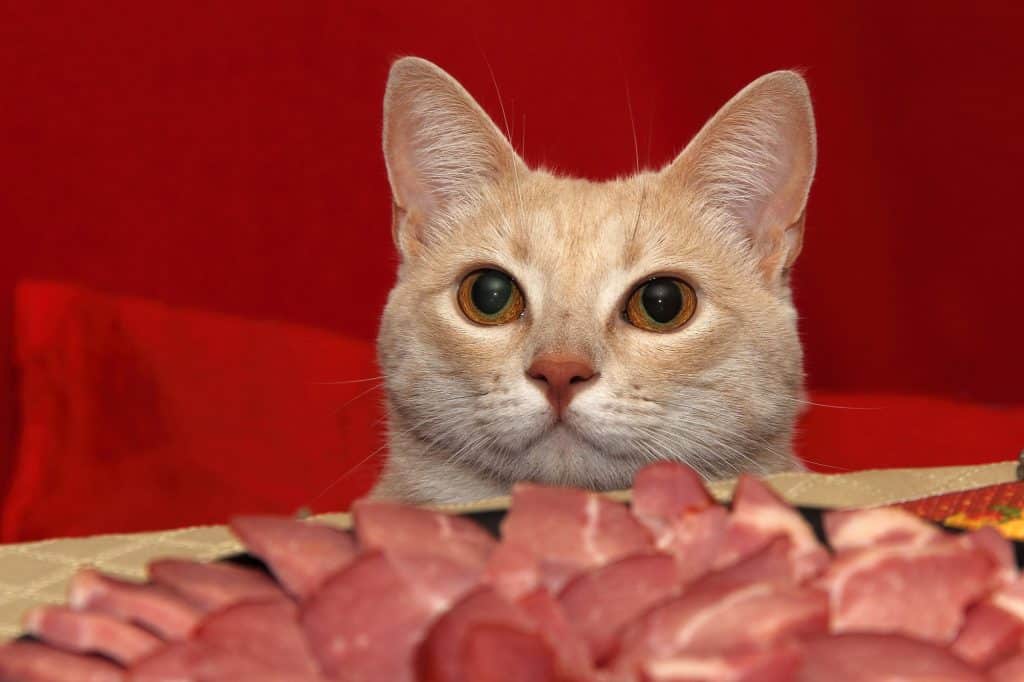 jerky before the cat on the table