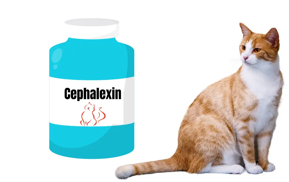 Cephalexin for cats