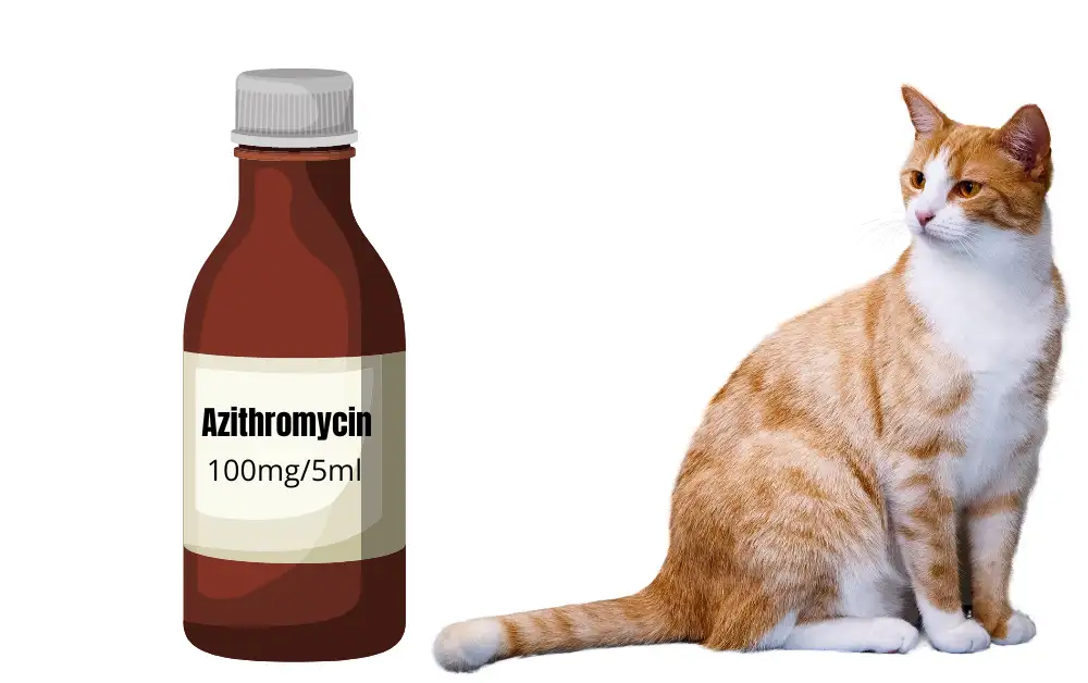Azithromycin For Cats