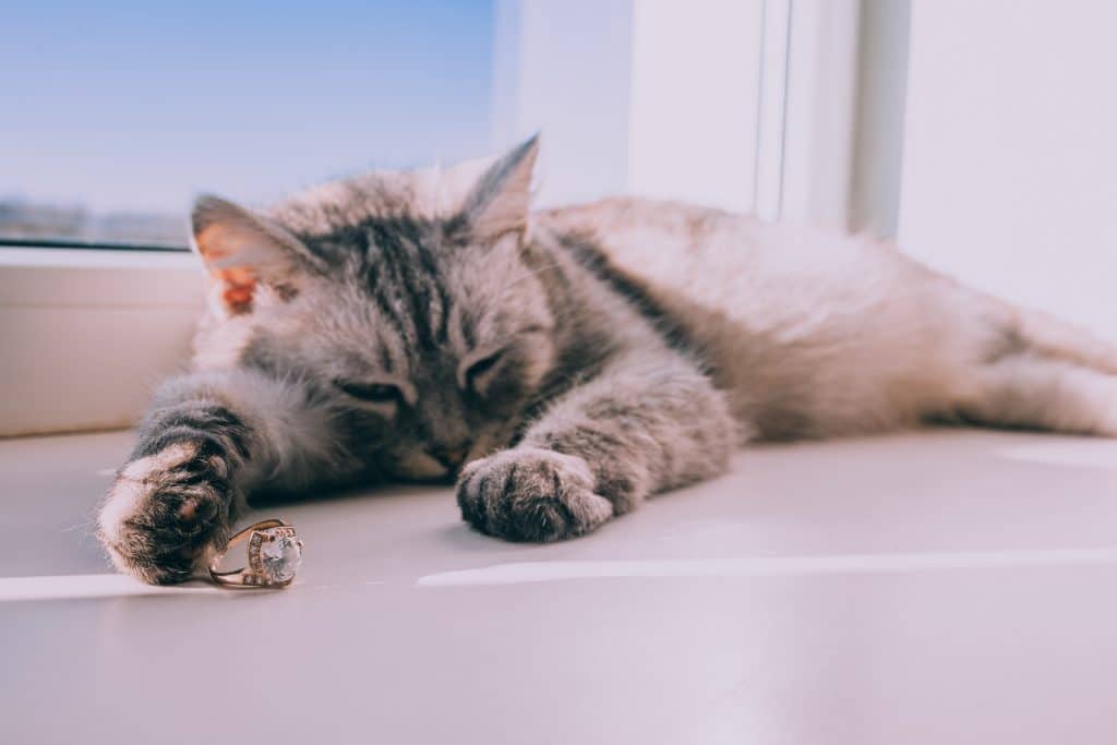 Cat sleeping