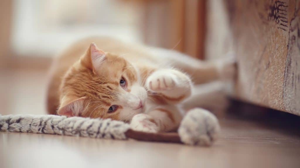 Red with white the striped playful cat lies on a floor with a toy.