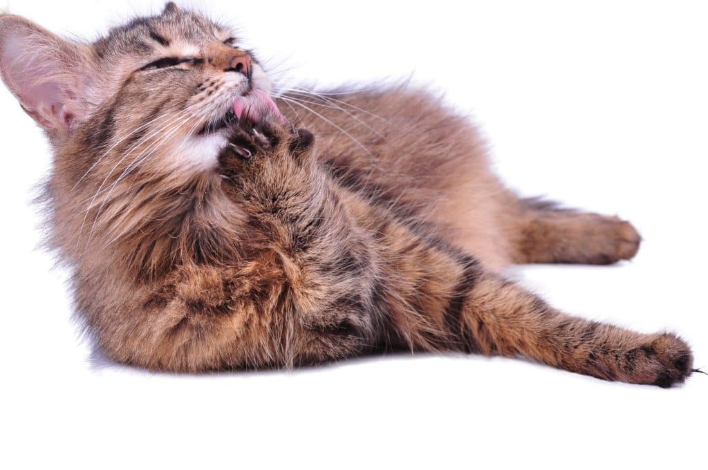 Beautiful gray mixed-breed pregnant cat licking her paw. Isolated over white background.