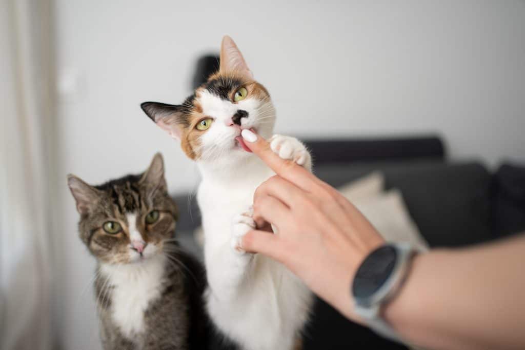 two different looking cats side by side. One cat is licking finger of female pet owner
