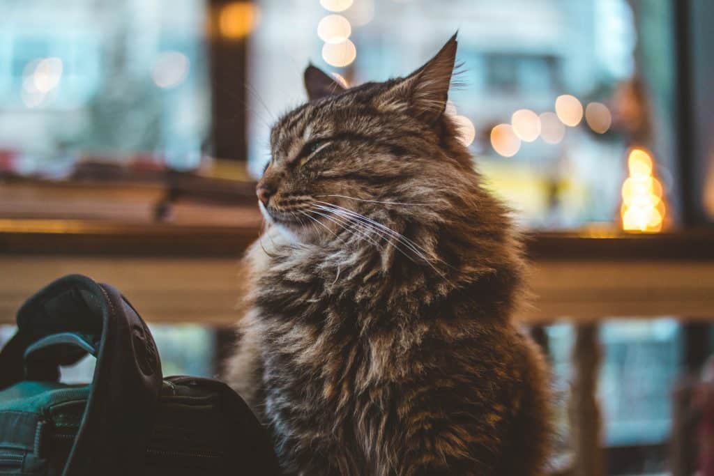 Long fur cat
