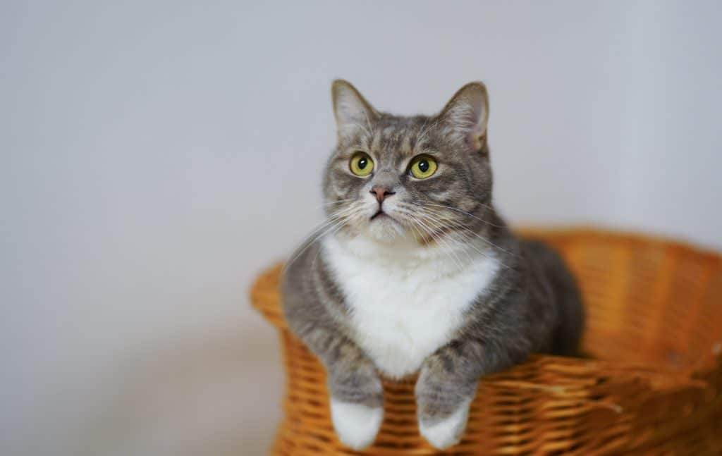 Cat on a woven basket