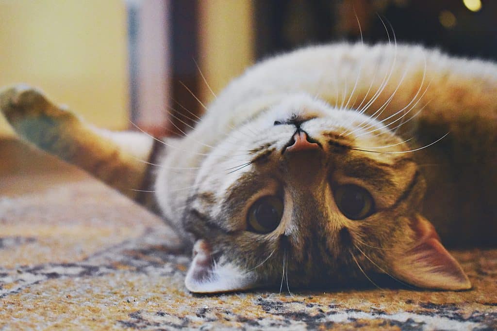 Cat lying on a carpet