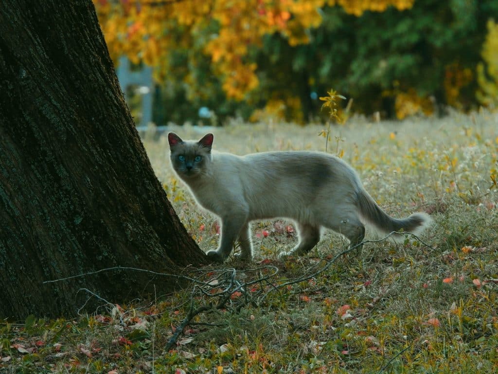 Cat with blue eyes