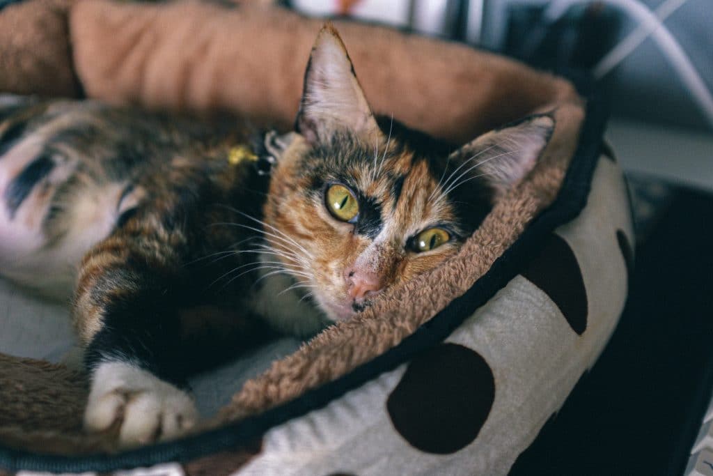 Cat laying on a rug