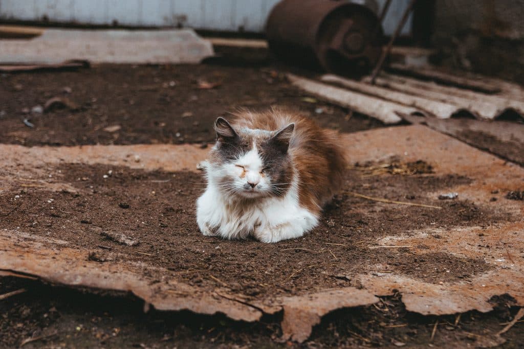 Cat Laying down
