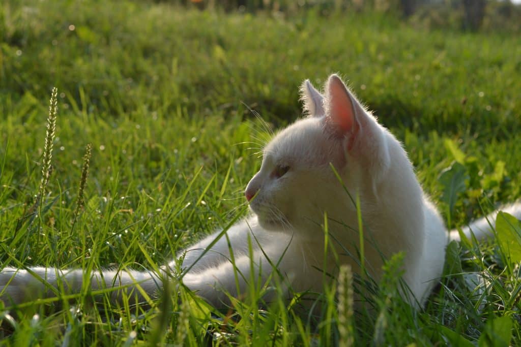 Cat laying on Grass