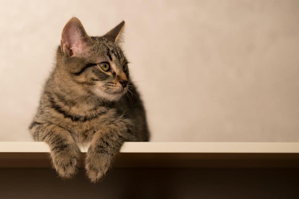 Cat on a table
