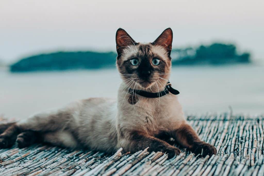 Scared Cat
