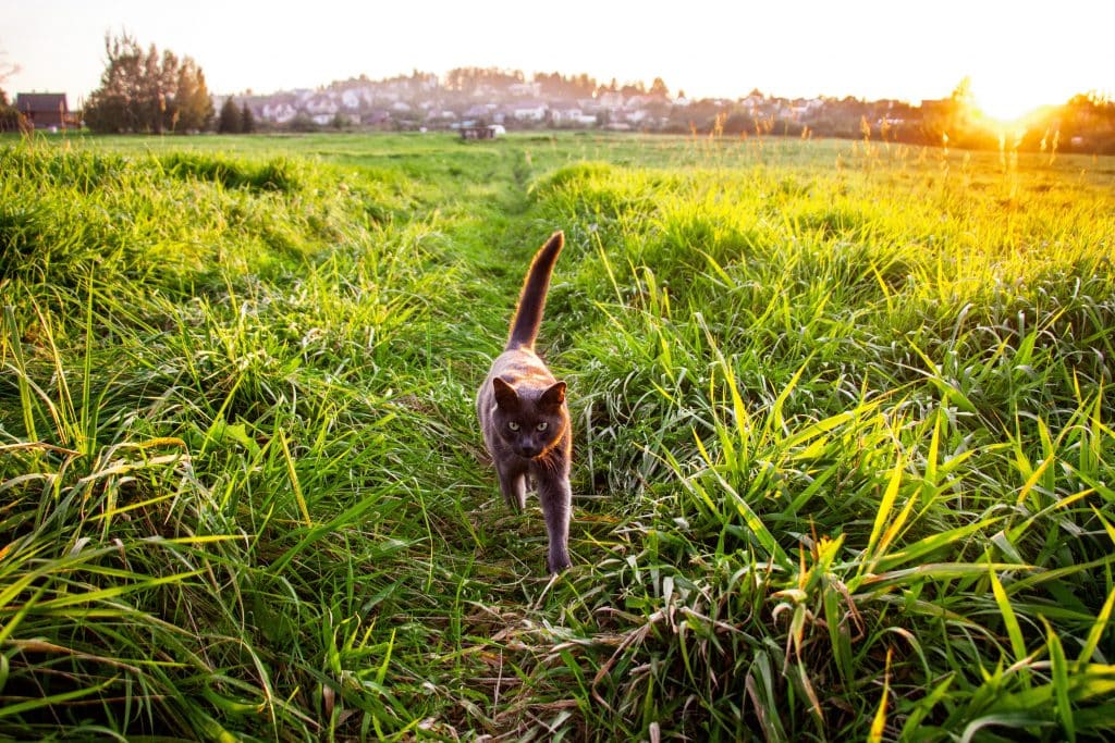 Cat on a Grassland
