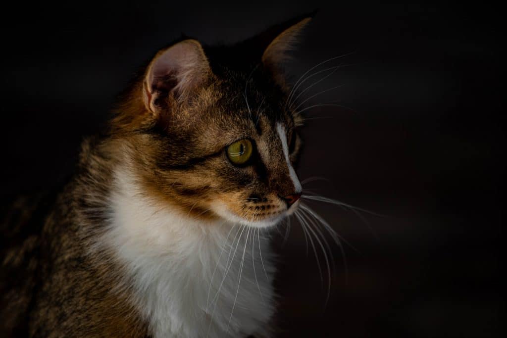 close up-shot of a cat
