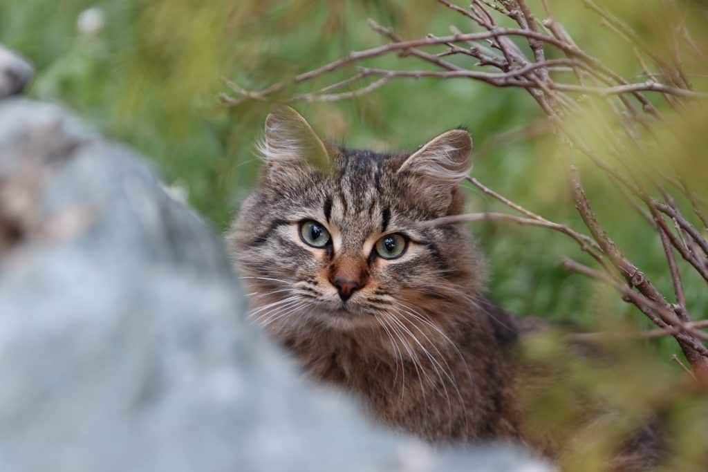 Long hairs cat