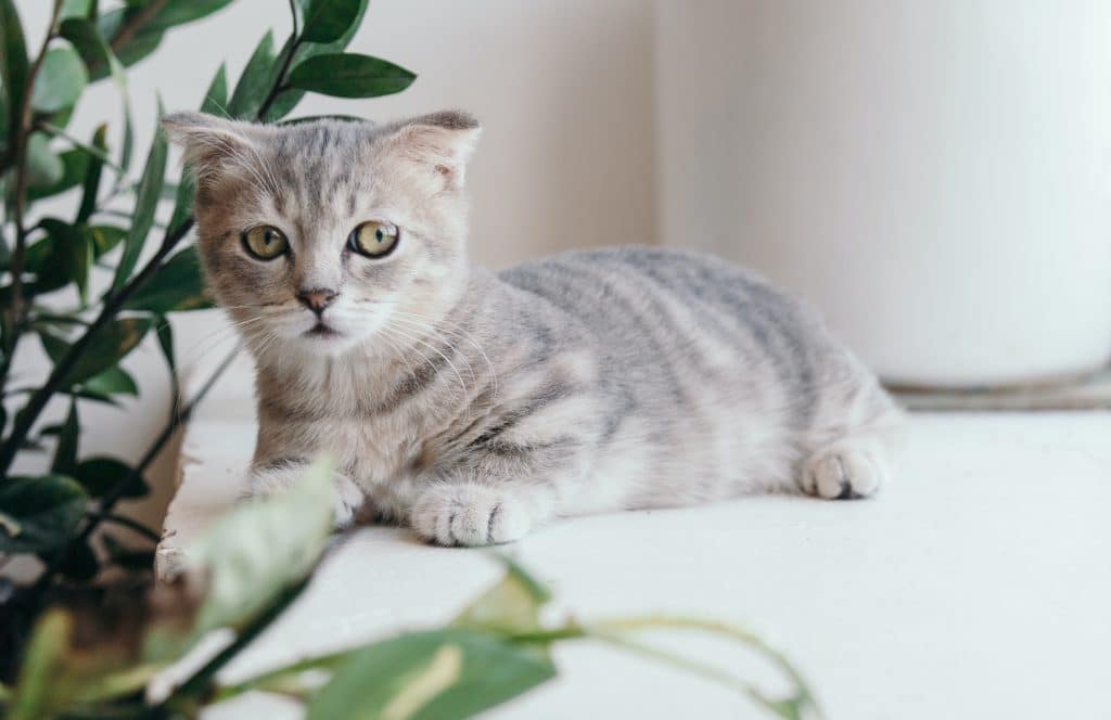 Beautiful cat